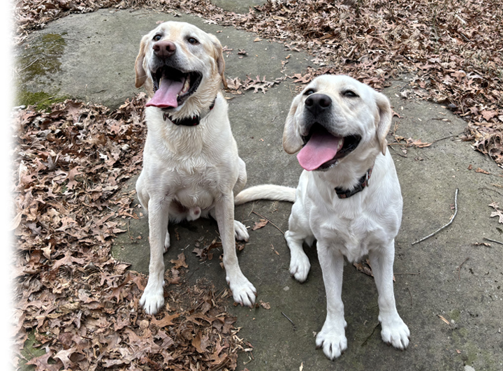 dogs